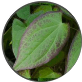 Epimedium-natural erection supplements